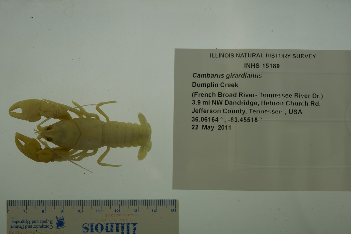 Cambarus girardianus image